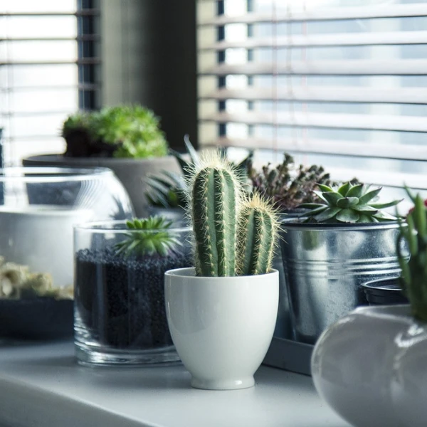 Home Decor Plants